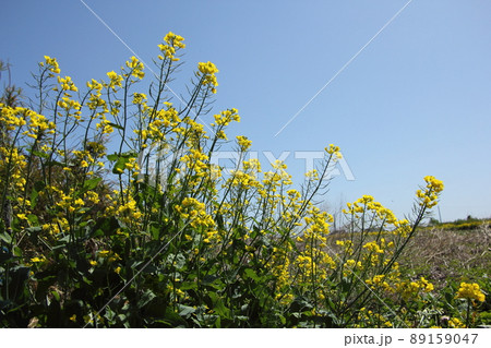 菜の花 89159047