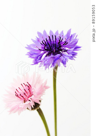 ヤグルマソウ ヤグルマソウ 89159053