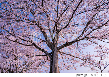 那須塩原の桜並木、栃木県の桜　那須東原公園の桜 89159198