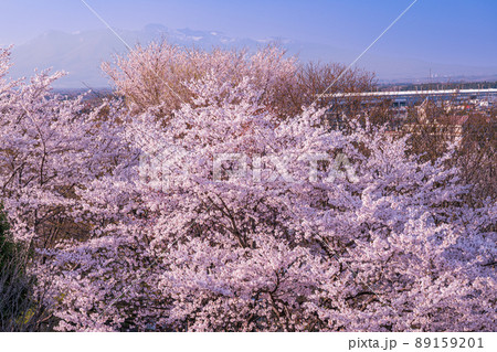 黒磯の桜並木、栃木県の桜　東那須野公園の桜 89159201