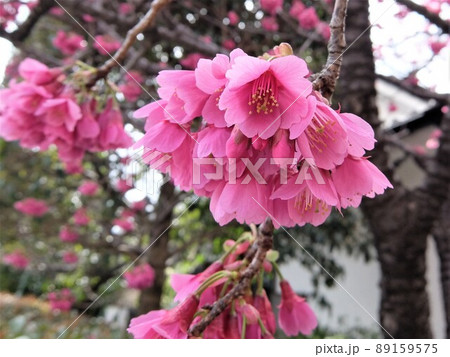 花期が早く、まだ寒い時期に緋色の花が咲くので此の名が付いた 89159575