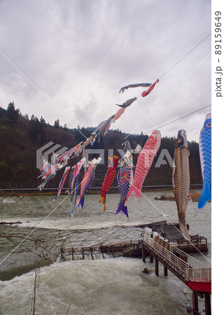 道の駅 白鷹ヤナ公園 鯉 道の駅 白鷹ヤナ公園 鯉 89159649