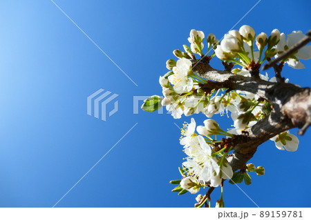 すももの花 89159781
