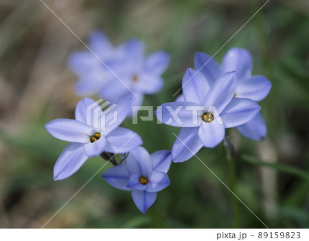 昼の日が当たる青いハナニラの花_横1 89159823