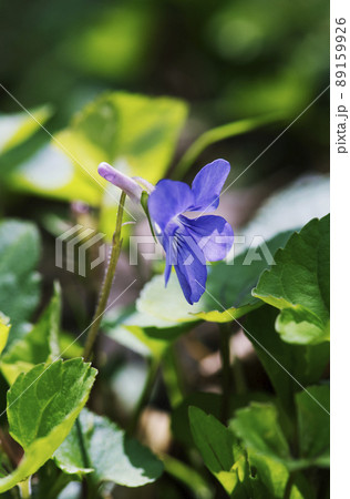 朝日が当たり光が透けるタチツボスミレの花_縦2 朝日が当たり光が透けるタチツボスミレの花_縦2 89159926