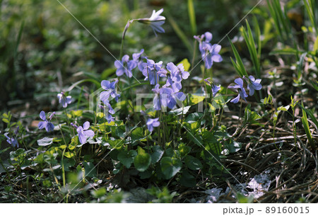 日の出の陽が当たり光が透けるタチツボスミレの株_横2 日の出の陽が当たり光が透けるタチツボスミレの株_横2 89160015