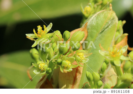 ツボミから徐々に花開いていく複数のタブノキの花芽と葉のマクロ ツボミから徐々に花開いていく複数のタブノキの花芽と葉のマクロ 89161108