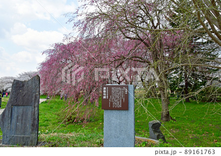 岩手県 北上市 桜花爛漫 北上展勝地 桜のトンネル 岩手県 北上市 桜花爛漫 北上展勝地 桜のトンネル 89161763