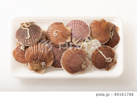 ホタテの稚貝 89161788