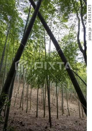 孟宗竹の竹林 孟宗竹の竹林 89161825