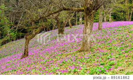 雪国の春　カタクリの絨毯　秋田県 89161862