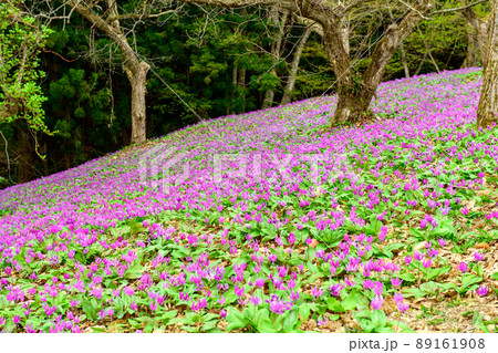 雪国の春　カタクリの絨毯　秋田県 89161908