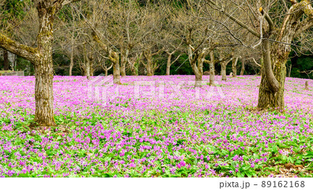 雪国の春　カタクリの絨毯　秋田県 89162168