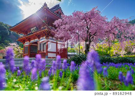 勝尾寺さくら 89162948