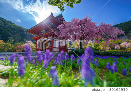 勝尾寺と桜とムスカリ 勝尾寺と桜とムスカリ 89162950