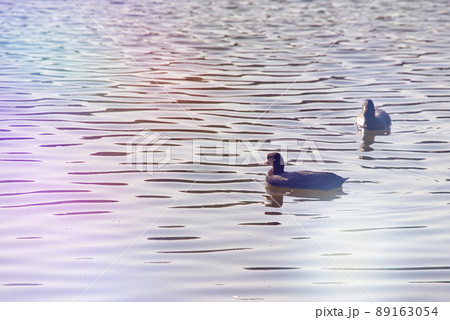 オオバンという水鳥が池で夫婦仲良く泳いでいる風景 89163054