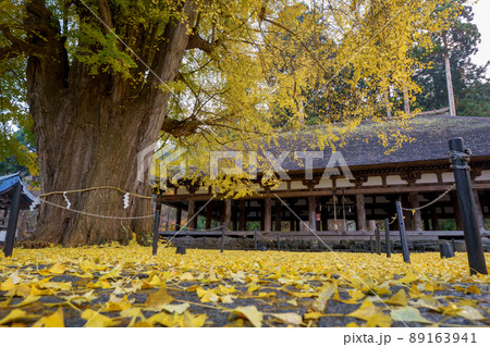 落ち葉の絨毯 銀杏 落ち葉の絨毯 銀杏 89163941