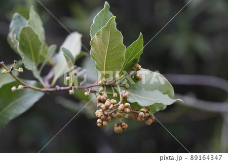 Bay leaf Laurus nobilis and buds on an evergreen tree of the laurel family on a blurred background Bay leaf Laurus nobilis and buds on an evergreen tree of the laurel family on a blurred background 89164347
