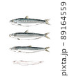 イワシの手描きラフなイラスト 89164559