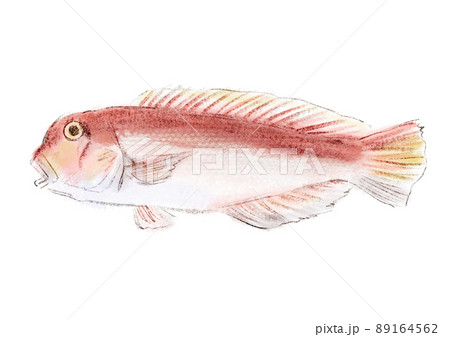 アマダイの手描きラフなイラスト 89164562