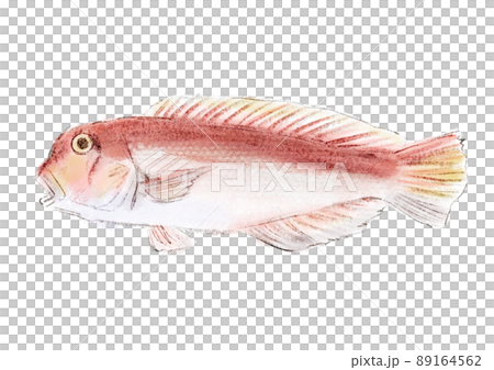 アマダイの手描きラフなイラスト 89164562