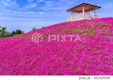 三ツ又池公園、満開の芝桜〈愛知県弥富市〉 三ツ又池公園、満開の芝桜〈愛知県弥富市〉 89164696