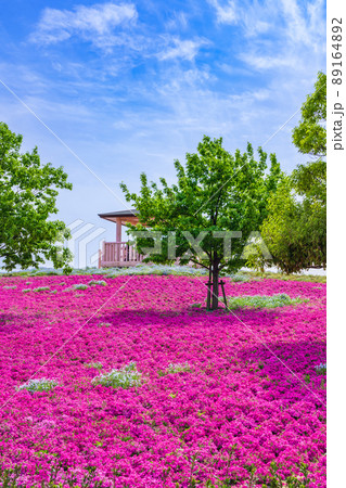 三ツ又池公園、満開の芝桜〈愛知県弥富市〉 三ツ又池公園、満開の芝桜〈愛知県弥富市〉 89164892