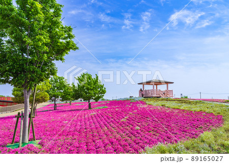 三ツ又池公園、満開の芝桜〈愛知県弥富市〉 89165027