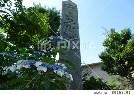 板碑の前にガクアジサイ【野上下郷石塔婆・国指定史跡】／埼玉県秩父郡長瀞町 89165291