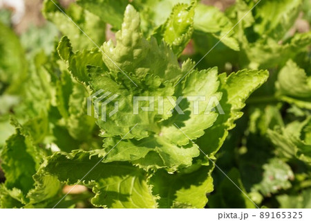 ミツバ 三つ葉 植物 ミツバ 三つ葉 植物 89165325