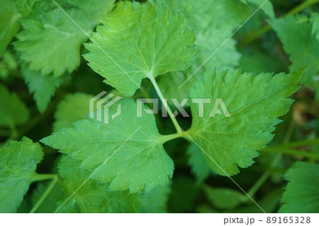 ミツバ 三つ葉 植物 ミツバ 三つ葉 植物 89165328