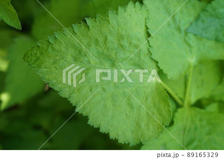 ミツバ　三つ葉　植物 89165329