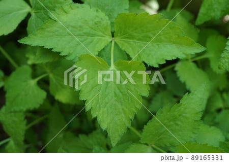 ミツバ 三つ葉 植物 ミツバ 三つ葉 植物 89165331