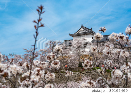 鶴山公園津山さくらまつり~津山城備中櫓~ 鶴山公園津山さくらまつり~津山城備中櫓~ 89165469