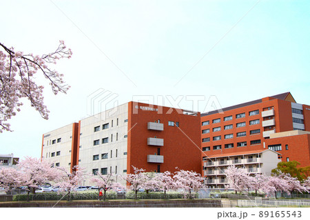 名古屋市熱田区、満開の桜の風景 名古屋市熱田区、満開の桜の風景 89165543