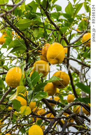 Frehs lemons on a lemontree (majorca) 89166104
