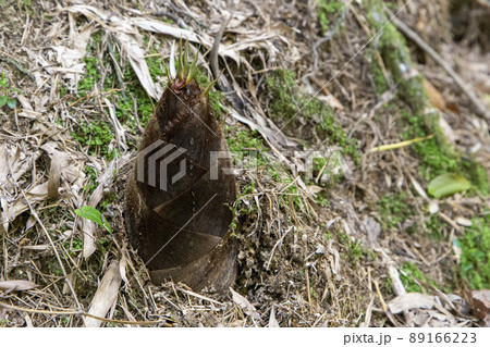 竹林の春 89166223