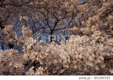 桜 サクラ sakura 春 spring 桜 サクラ sakura 春 spring 89166593