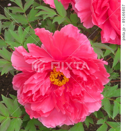 赤い花の牡丹「緋王」 89166807
