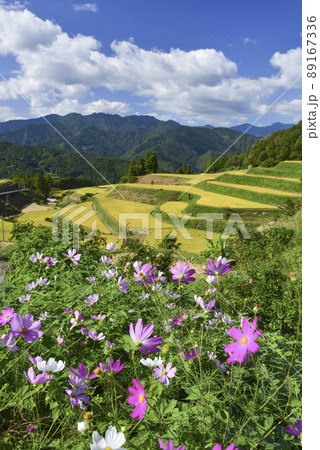 秋桜咲く実りの棚田 秋桜咲く実りの棚田 89167336