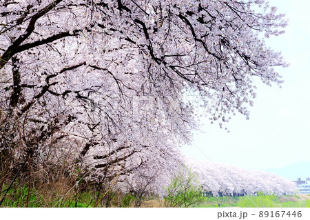 桜(福井・足羽川堤防) cherry blossoms (sakura) 桜(福井・足羽川堤防) cherry blossoms (sakura) 89167446