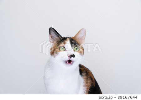 cute cat looking surprised with mouth open cute cat looking surprised with mouth open 89167644