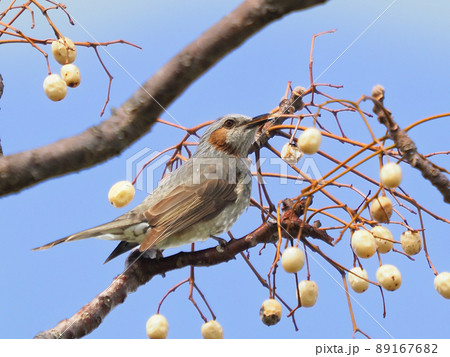 ヒヨドリ(Bulbul) ヒヨドリ(Bulbul) 89167682