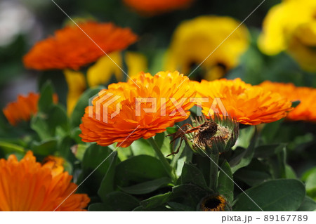 カレンデュラ(キンセンカ/ポットマリーゴールド) カレンデュラ(キンセンカ/ポットマリーゴールド) 89167789