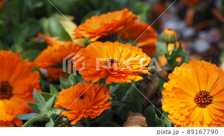 カレンデュラ(キンセンカ/ポットマリーゴールド) カレンデュラ(キンセンカ/ポットマリーゴールド) 89167790