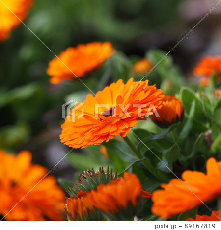 カレンデュラ(キンセンカ/ポットマリーゴールド) カレンデュラ(キンセンカ/ポットマリーゴールド) 89167819