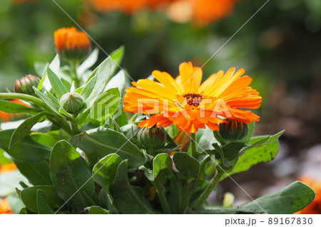 カレンデュラ キンセンカ ポットマリーゴールド の写真素材 1670