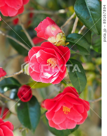 Camellia(椿の花) Camellia(椿の花) 89167894