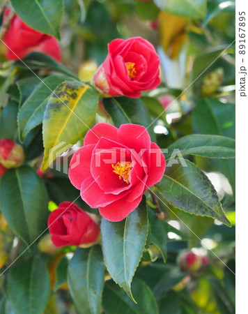 Camellia(椿の花) 89167895