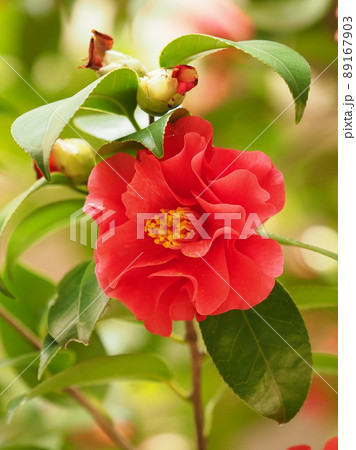 Camellia(椿の花) 89167903